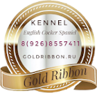 English Cocker Spaniel from Russia kennel Gold Ribbon