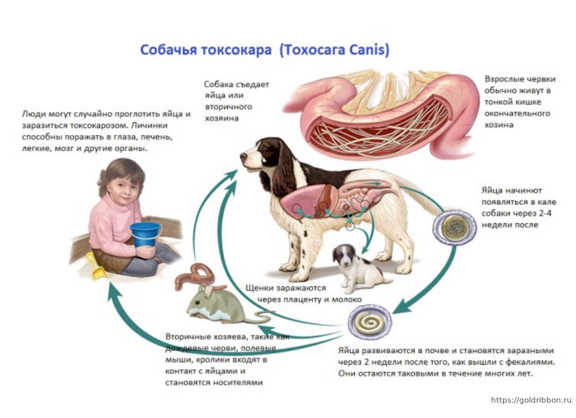 Передаются ли аскариды от человека к человеку. Цикл развития токсокароза собак. Токсокара жизненный цикл схема. Токсокароз жизненный цикл схема. Токсокара собачья жизненный цикл.