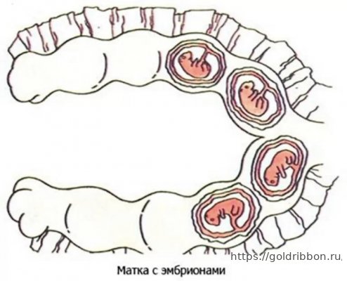двурогая матка собаки с эмбрионами