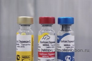 Русский спаниель щенок прививки