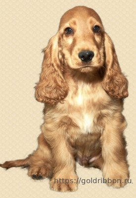 STANDARD ENGLISH COCKER SPANIEL