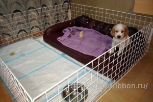 Как подготовить дом к появлению щенка