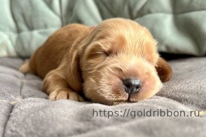 Goldtibbon.ru