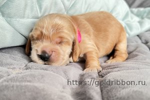 Goldribbon.ru
