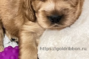 Goldtibbon