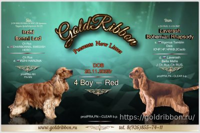 В питомнике родились щенки рыжего окраса