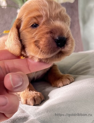Питомник английских кокер спаниелей Goldribbon