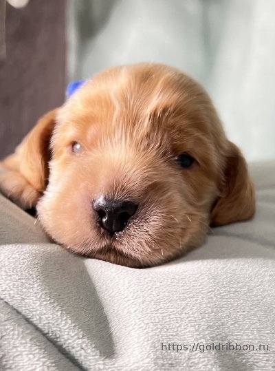 Goldribbon питомник английских кокер спаниелей