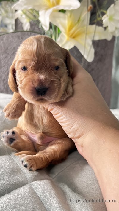Питомник английских кокер спаниелей Goldribbon