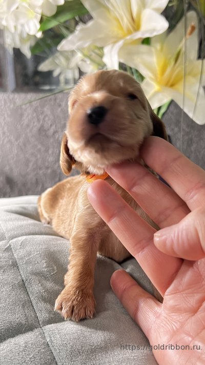 Питомник английских кокер спаниелей Goldribbon