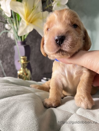 Питомник goldribbon