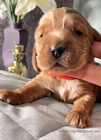 Питомник английских кокер спаниелей Goldribbon